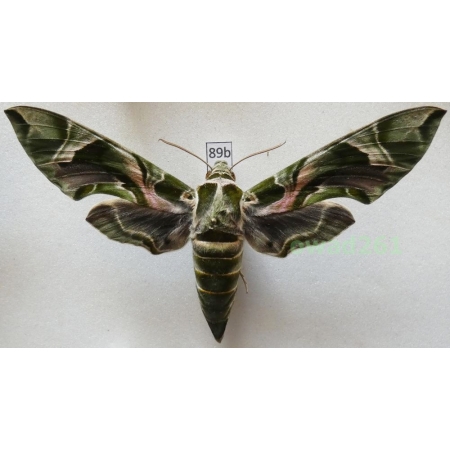 Daphnis nerii (Linnaeus, 1758) Slovakia 99mm89b